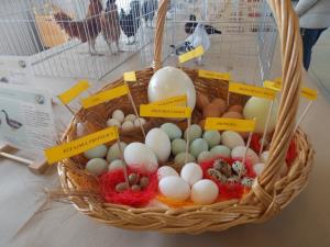 Velikonočni sejem na tržnici Videm