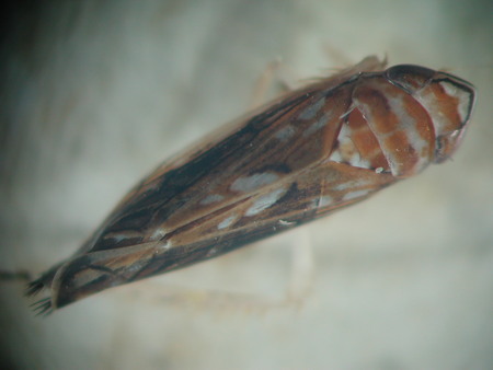 Zlata trsna rumenica