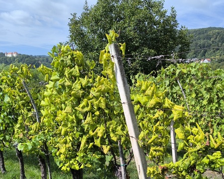 Zlata trsna rumenica