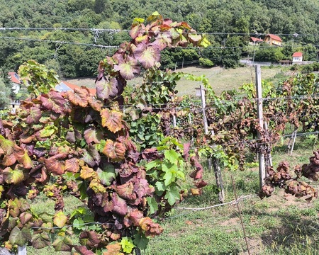 Zlata trsna rumenica