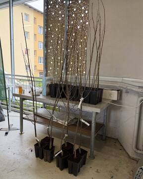 Župan delil brezplačne sadike medovitih rastlin 