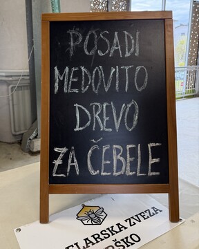 Župan delil brezplačne sadike medovitih rastlin 