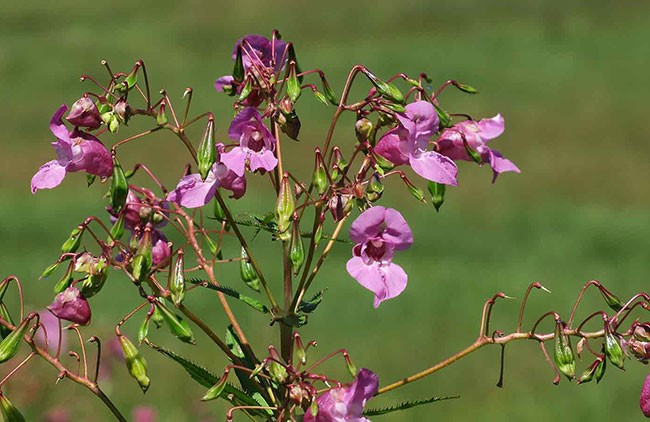 1720005864085_Žlezava nedotika.jpg