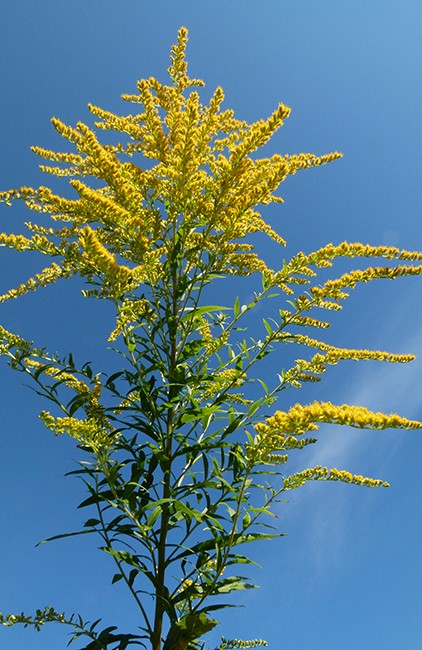 1720005765220_kanadska zlata rozga.jpg