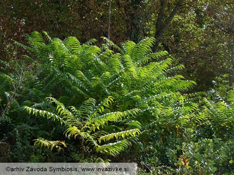 1720005562643_veliki pajesan.jpg